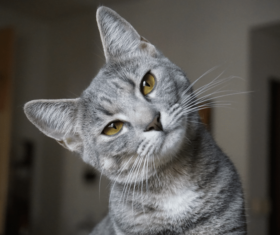 Female cat names. Cute grey cat with yellow eyes looking at camera with a tilted head