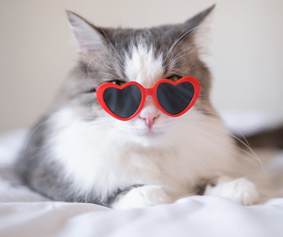 Funny female cat names, grey and white cat with red heart shaped sunglasses on 