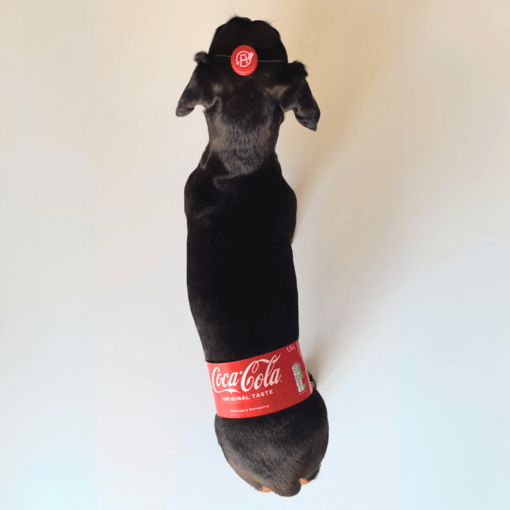 Black Dachshund dog in a Coca Cola costume, dog halloween costumes