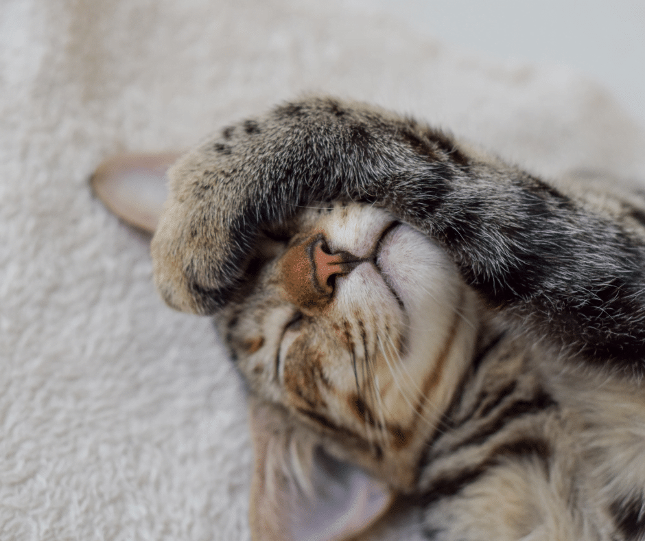Cute kitty with a paw over her face