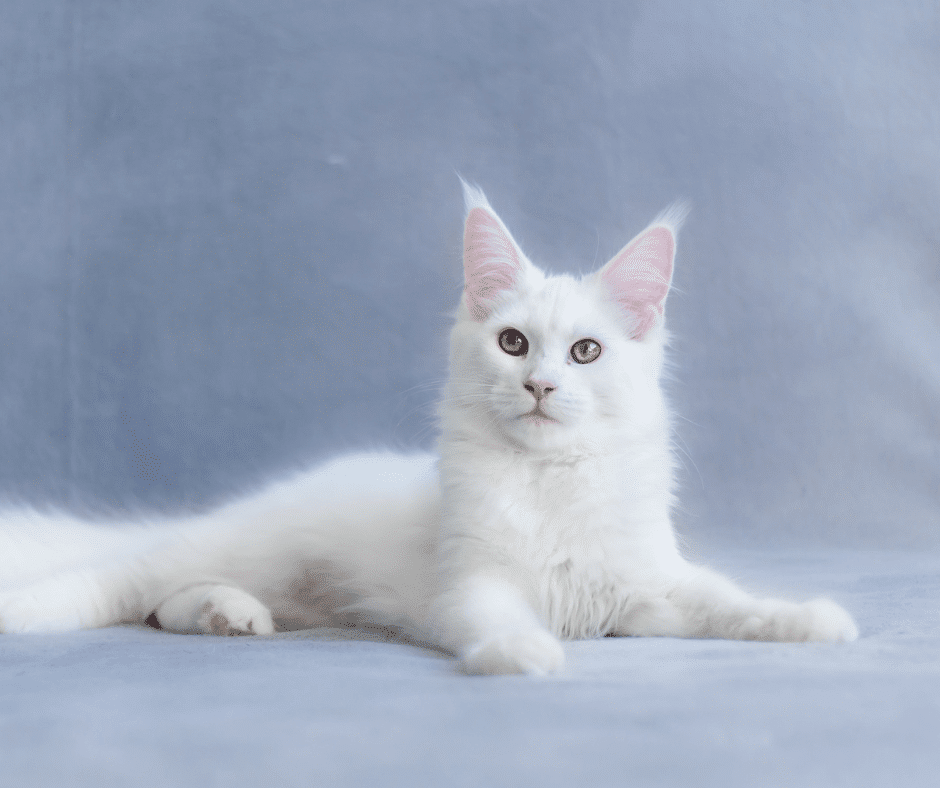 Beautiful elegant white cat laying on blue background