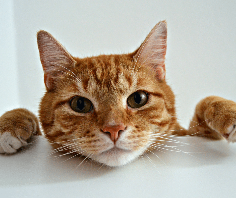 Cute and funny portrait of an orange cat 