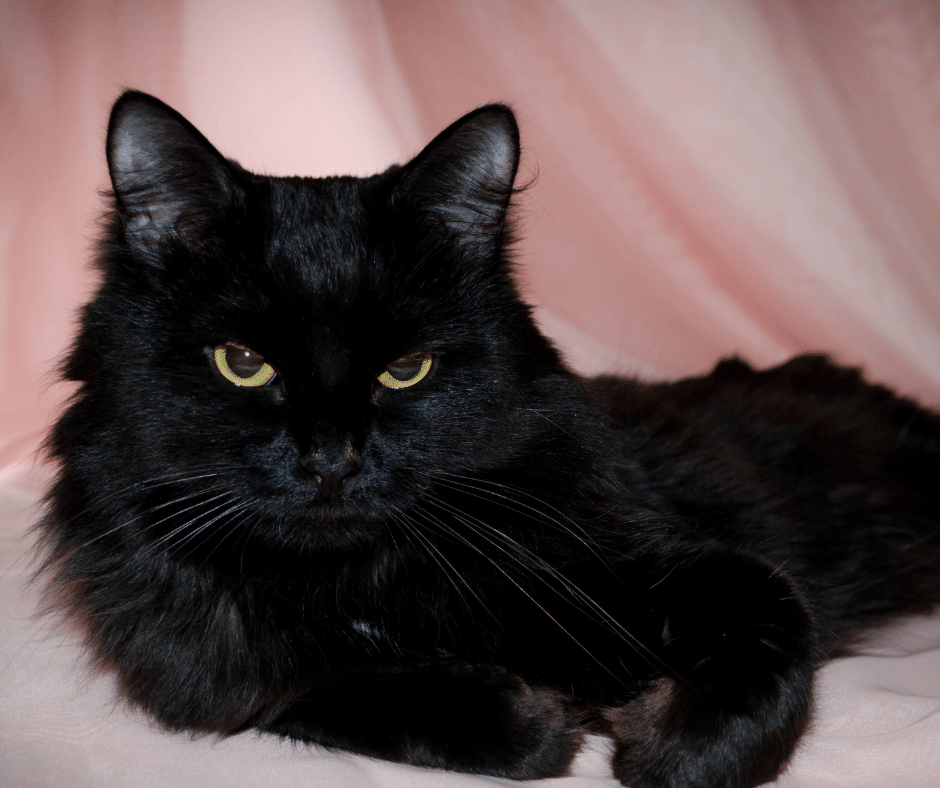 Black cat with yellow eyes laying on pink background 